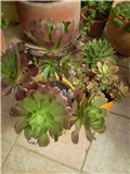 aeonium